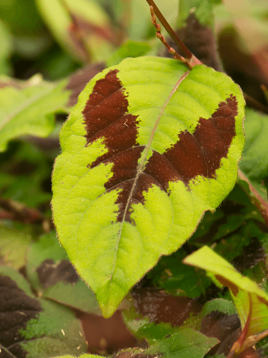 Persicaria filiformis